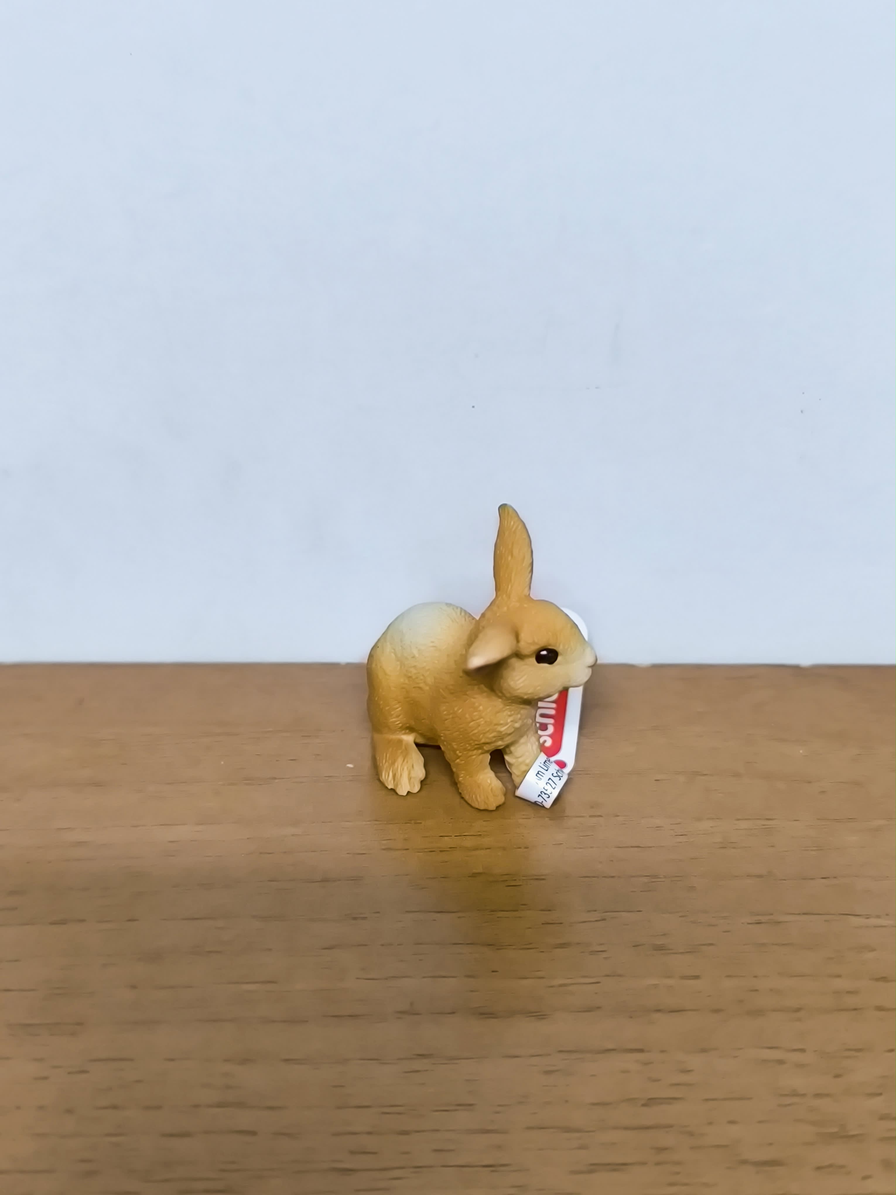 Conejo