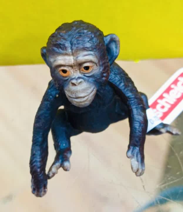Cría de chimpancé